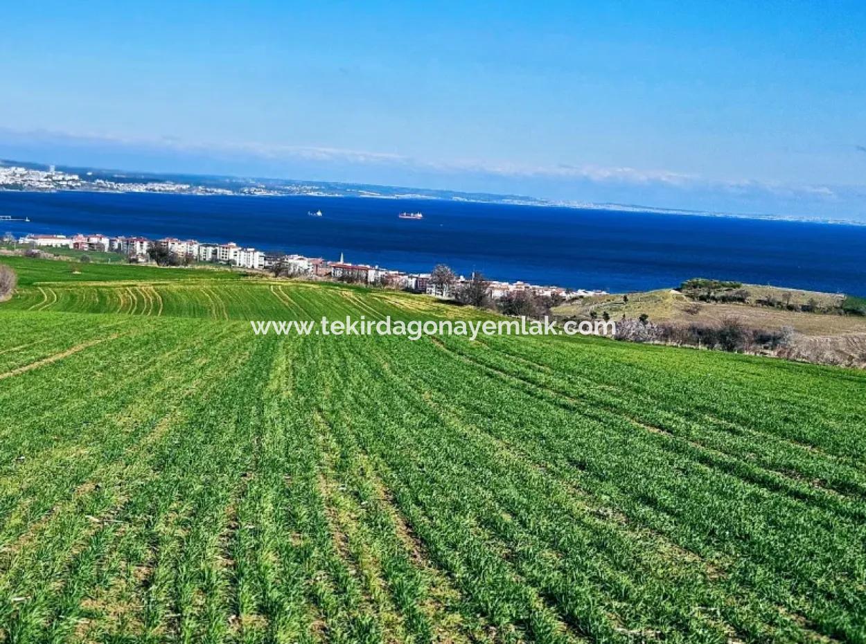 The Closest Region To Istanbul Is Tekirdag Barbarost 34,500 Opportunity Zoned Land Suitable For Building 75 Luxury Villas With Full Sea And Nature Views
