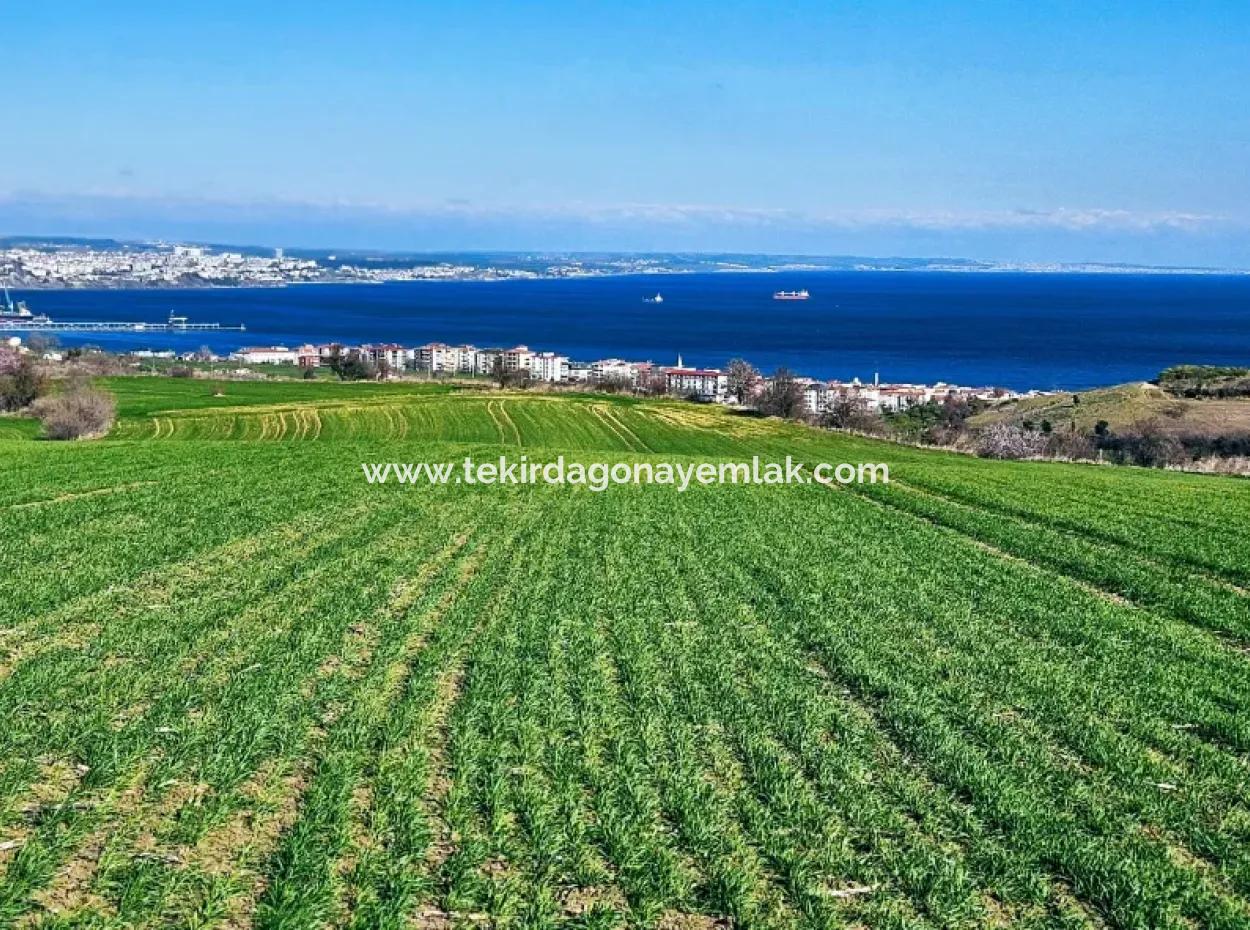The Closest Region To Istanbul Is Tekirdag Barbarost 34,500 Opportunity Zoned Land Suitable For Building 75 Luxury Villas With Full Sea And Nature Views