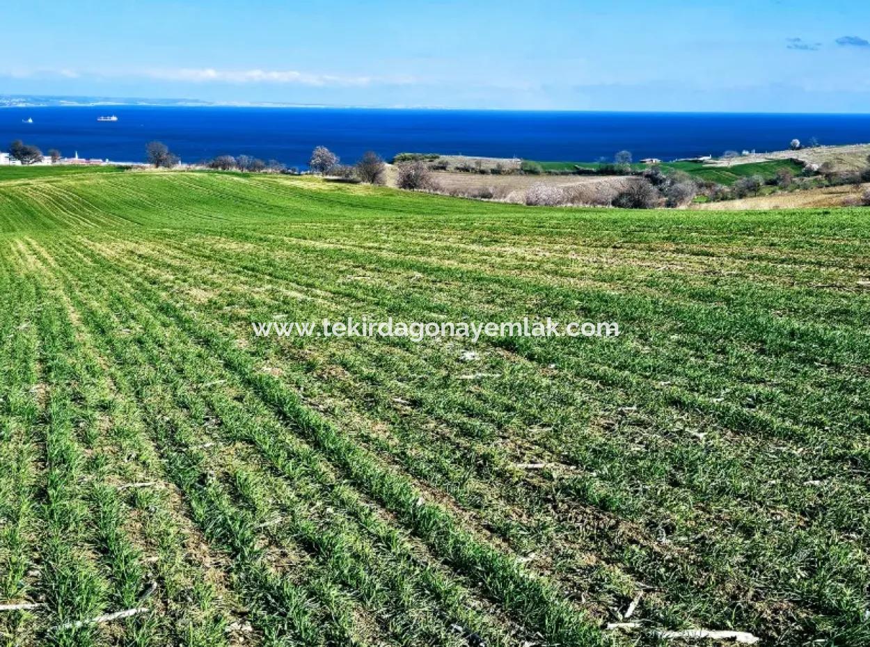 The Closest Region To Istanbul Is Tekirdag Barbarost 34,500 Opportunity Zoned Land Suitable For Building 75 Luxury Villas With Full Sea And Nature Views