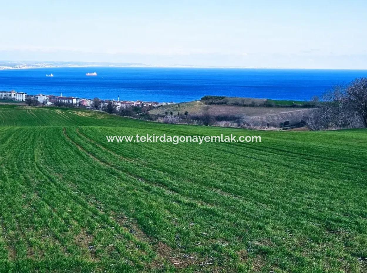 The Closest Region To Istanbul Is Tekirdag Barbarost 34,500 Opportunity Zoned Land Suitable For Building 75 Luxury Villas With Full Sea And Nature Views