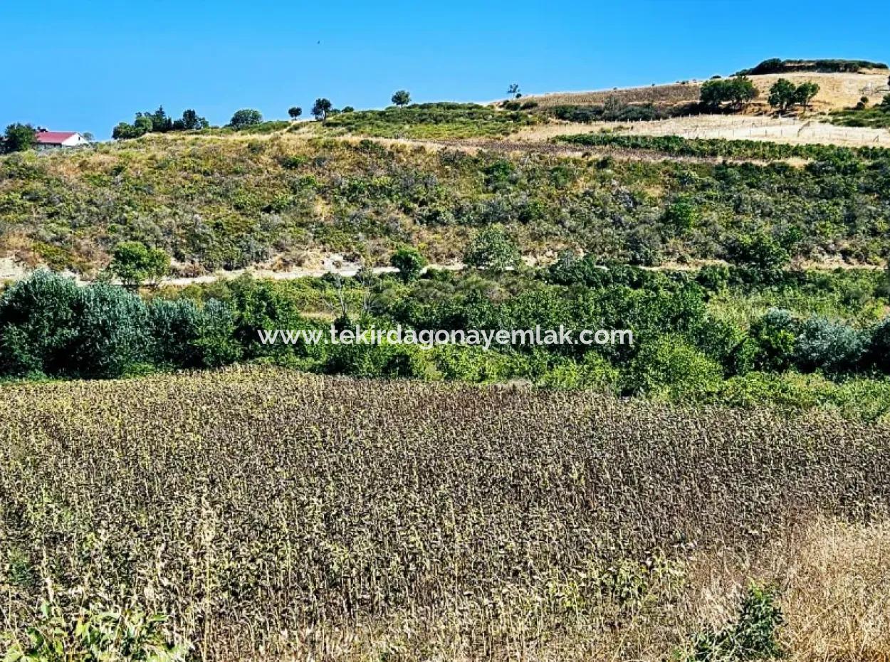 9.100 M2 Urgent Sale In Tekirdag Barbarosta Whether You Want To Make A Parcel Or Build A Villa High Profit Guarantee