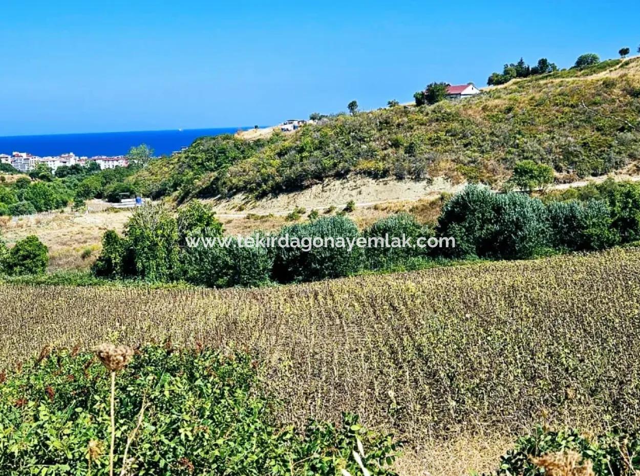 9.100 M2 Urgent Sale In Tekirdag Barbarosta Whether You Want To Make A Parcel Or Build A Villa High Profit Guarantee