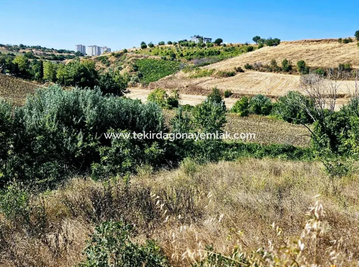 9.100 M2 Urgent Sale In Tekirdag Barbarosta Whether You Want To Make A Parcel Or Build A Villa High Profit Guarantee