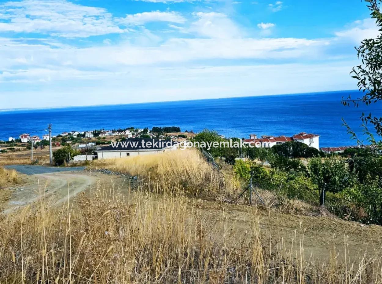3.300 M2 Net Land Suitable For The Construction Of A Cooperative Site With Full Sea View For Urgent Sale In Tekirdag Barbarosta