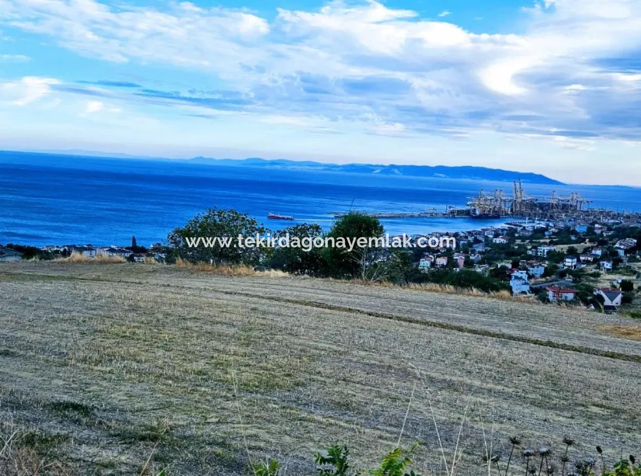 3.300 M2 Net Land Suitable For The Construction Of A Cooperative Site With Full Sea View For Urgent Sale In Tekirdag Barbarosta