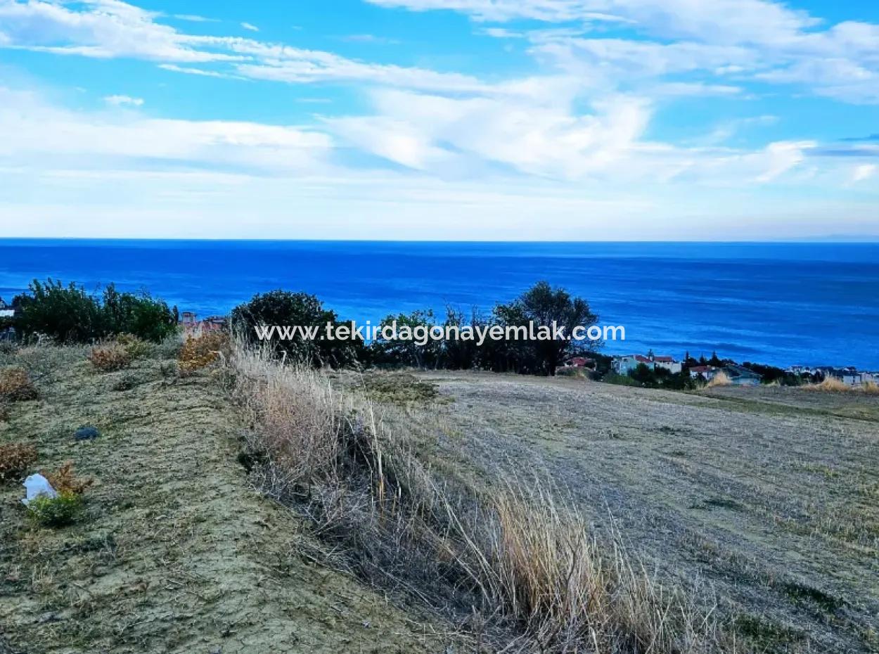 3.300 M2 Net Land Suitable For The Construction Of A Cooperative Site With Full Sea View For Urgent Sale In Tekirdag Barbarosta