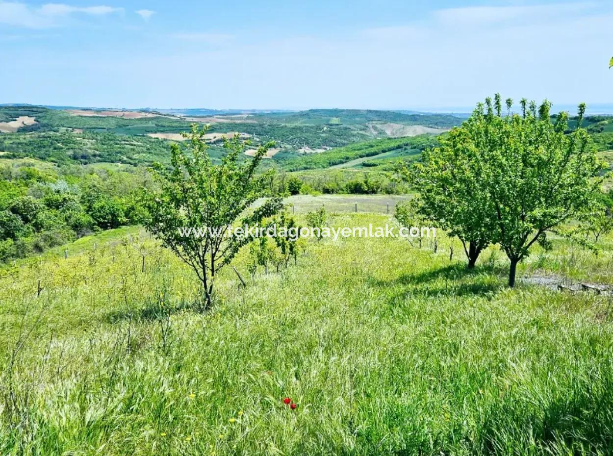 A Great Opportunity To Build Your Farm In Your Family For Urgent Sale 2,600 Acres Of Pasture Front