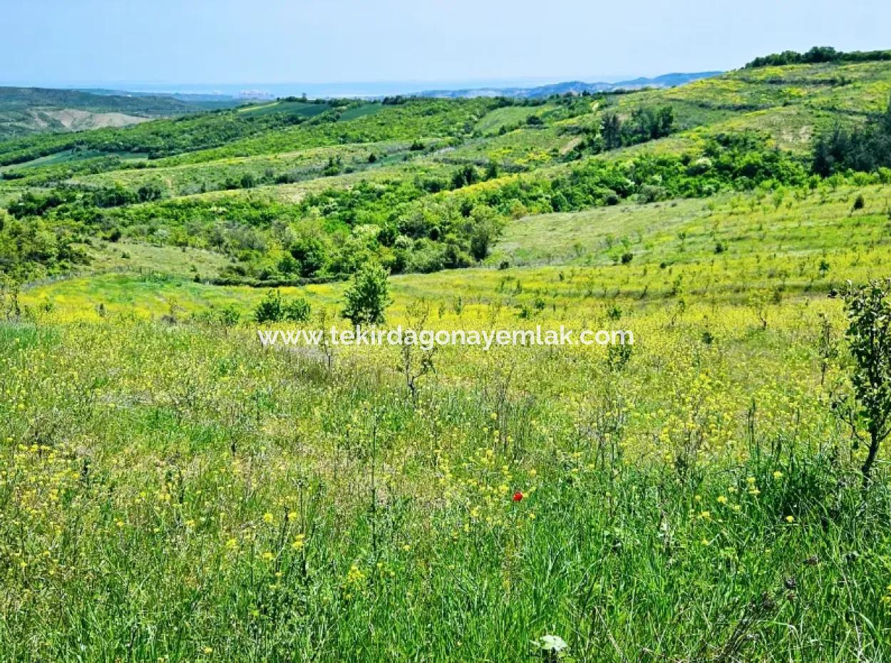 A Great Opportunity To Build Your Farm In Your Family For Urgent Sale 2,600 Acres Of Pasture Front