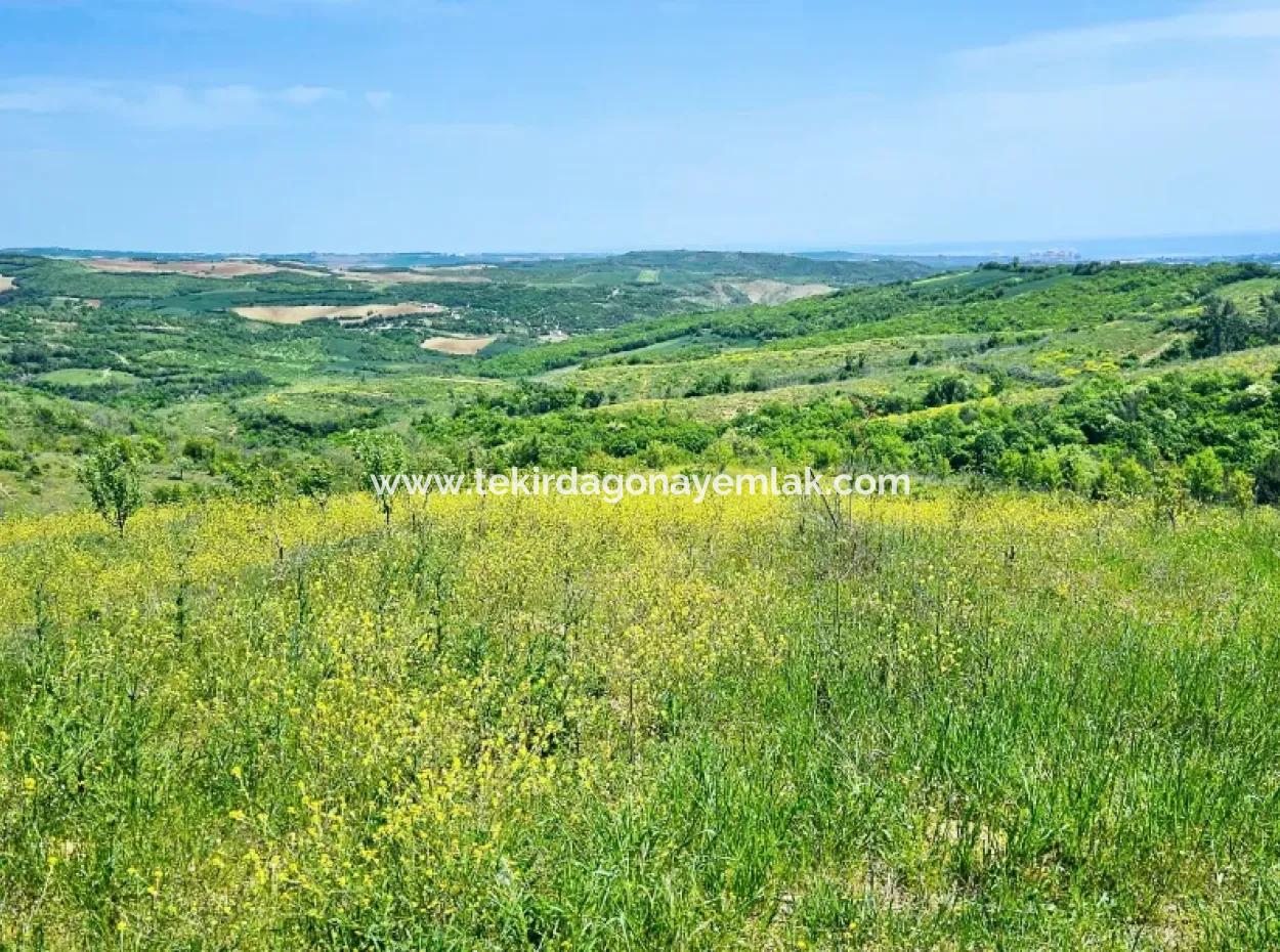 A Great Opportunity To Build Your Farm In Your Family For Urgent Sale 2,600 Acres Of Pasture Front