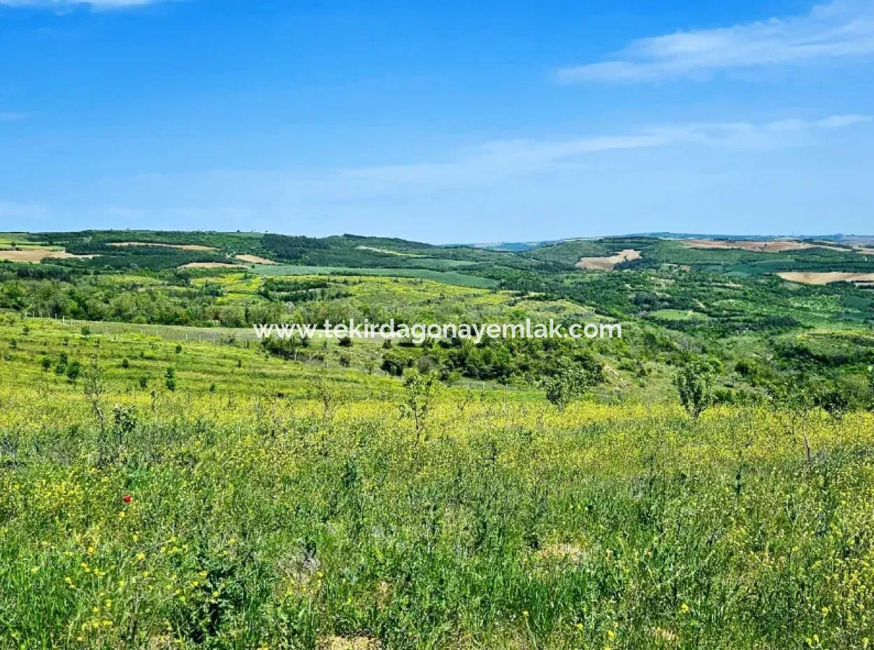 A Great Opportunity To Build Your Farm In Your Family For Urgent Sale 2,600 Acres Of Pasture Front