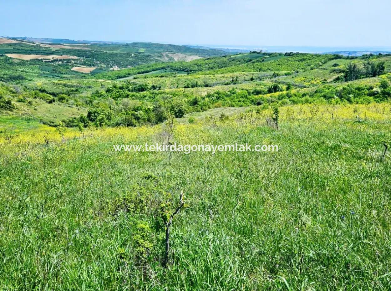 A Great Opportunity To Build Your Farm In Your Family For Urgent Sale 2,600 Acres Of Pasture Front