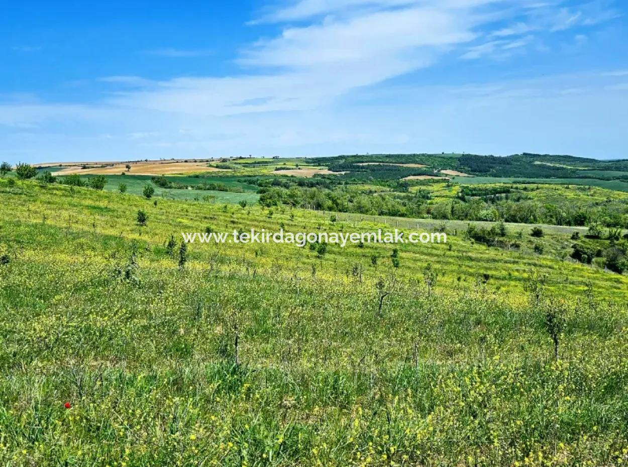 A Great Opportunity To Build Your Farm In Your Family For Urgent Sale 2,600 Acres Of Pasture Front