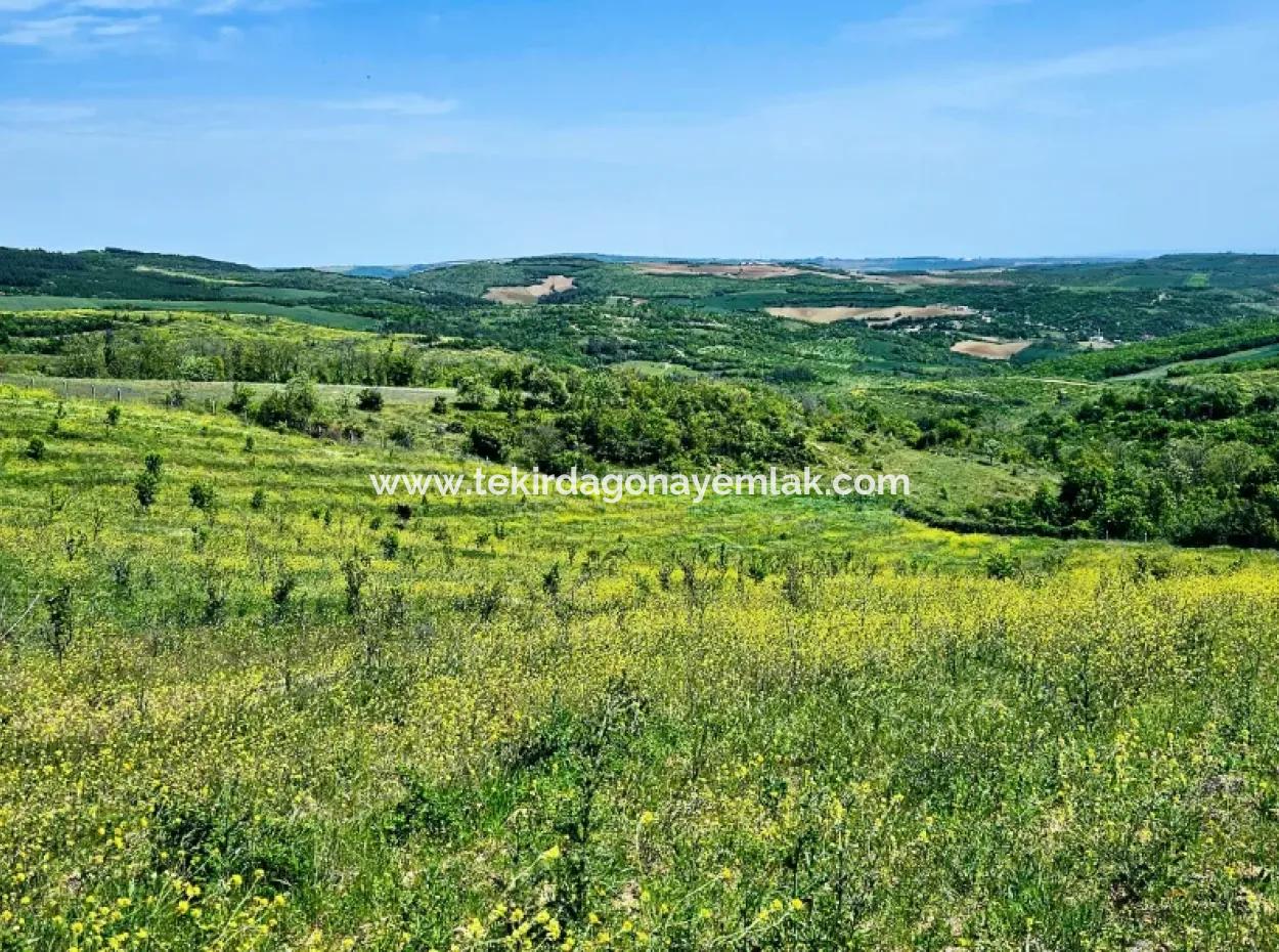 A Great Opportunity To Build Your Farm In Your Family For Urgent Sale 2,600 Acres Of Pasture Front