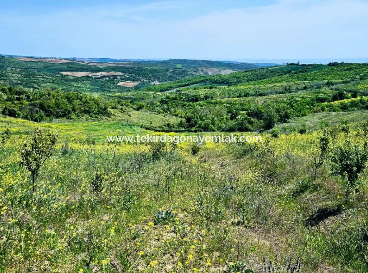 A Great Opportunity To Build Your Farm In Your Family For Urgent Sale 2,600 Acres Of Pasture Front