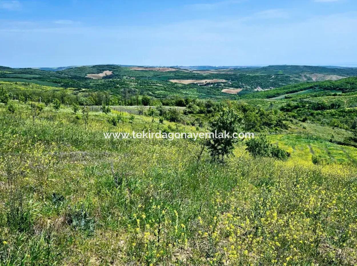 A Great Opportunity To Build Your Farm In Your Family For Urgent Sale 2,600 Acres Of Pasture Front