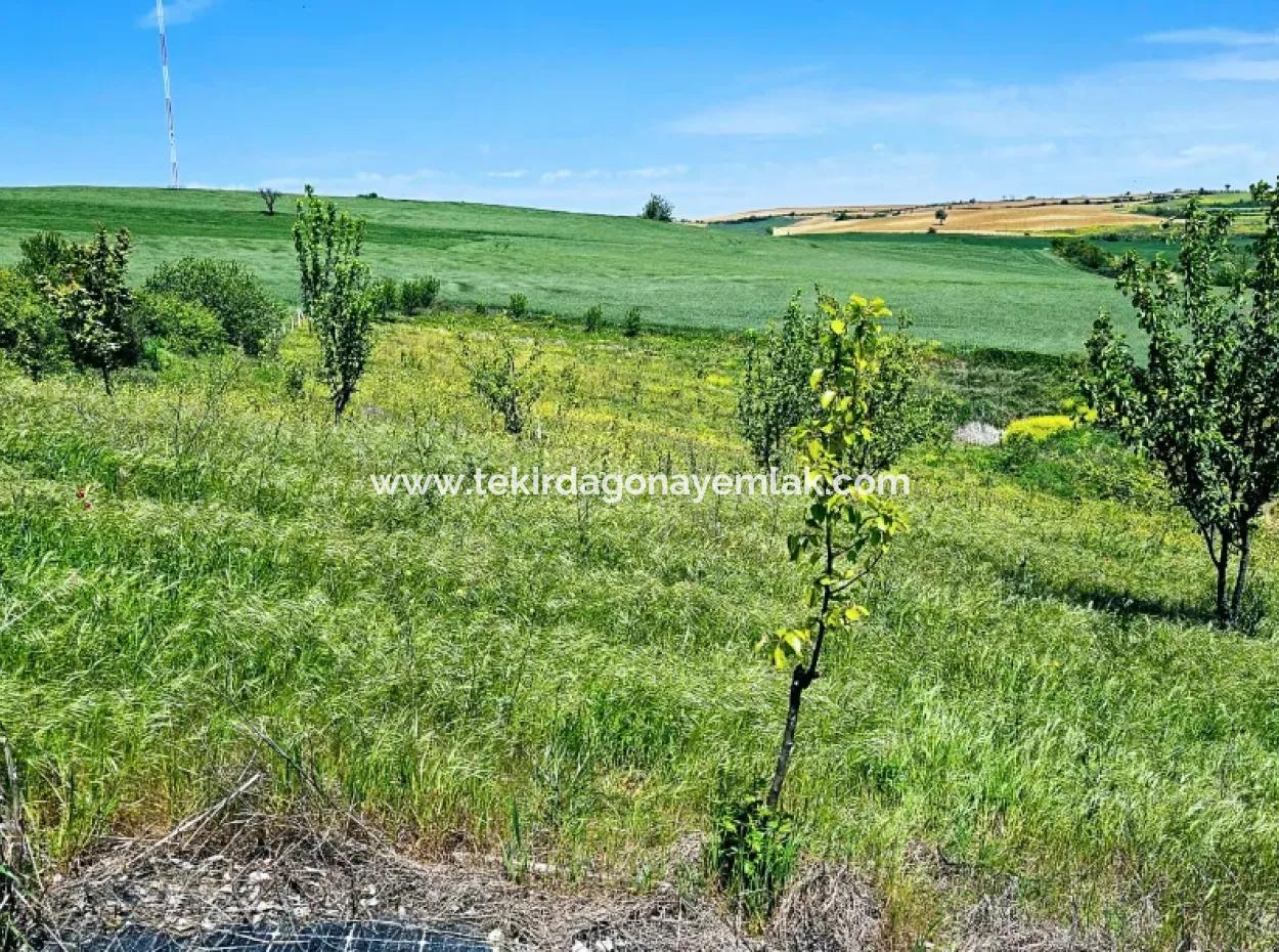 A Great Opportunity To Build Your Farm In Your Family For Urgent Sale 2,600 Acres Of Pasture Front