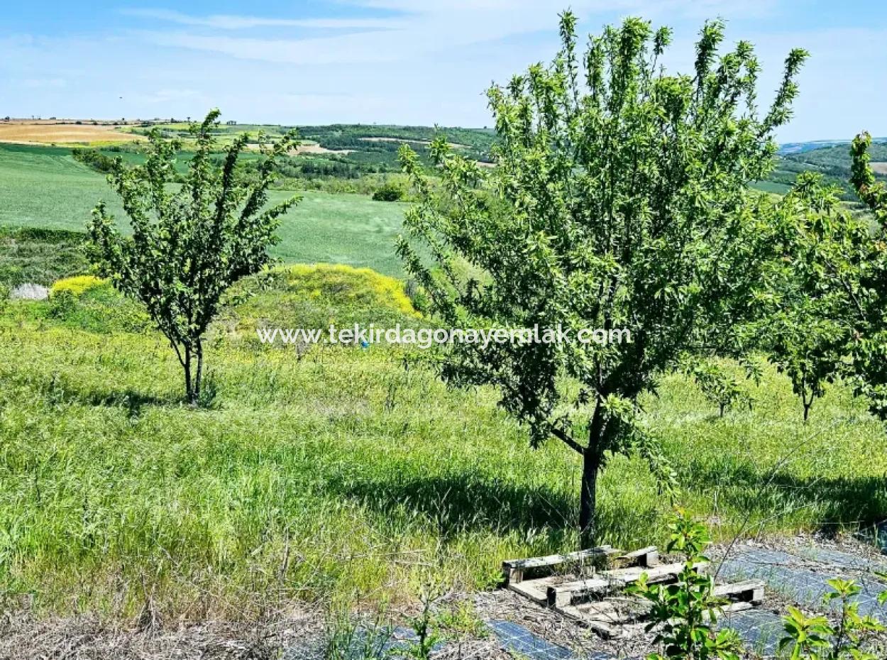 A Great Opportunity To Build Your Farm In Your Family For Urgent Sale 2,600 Acres Of Pasture Front