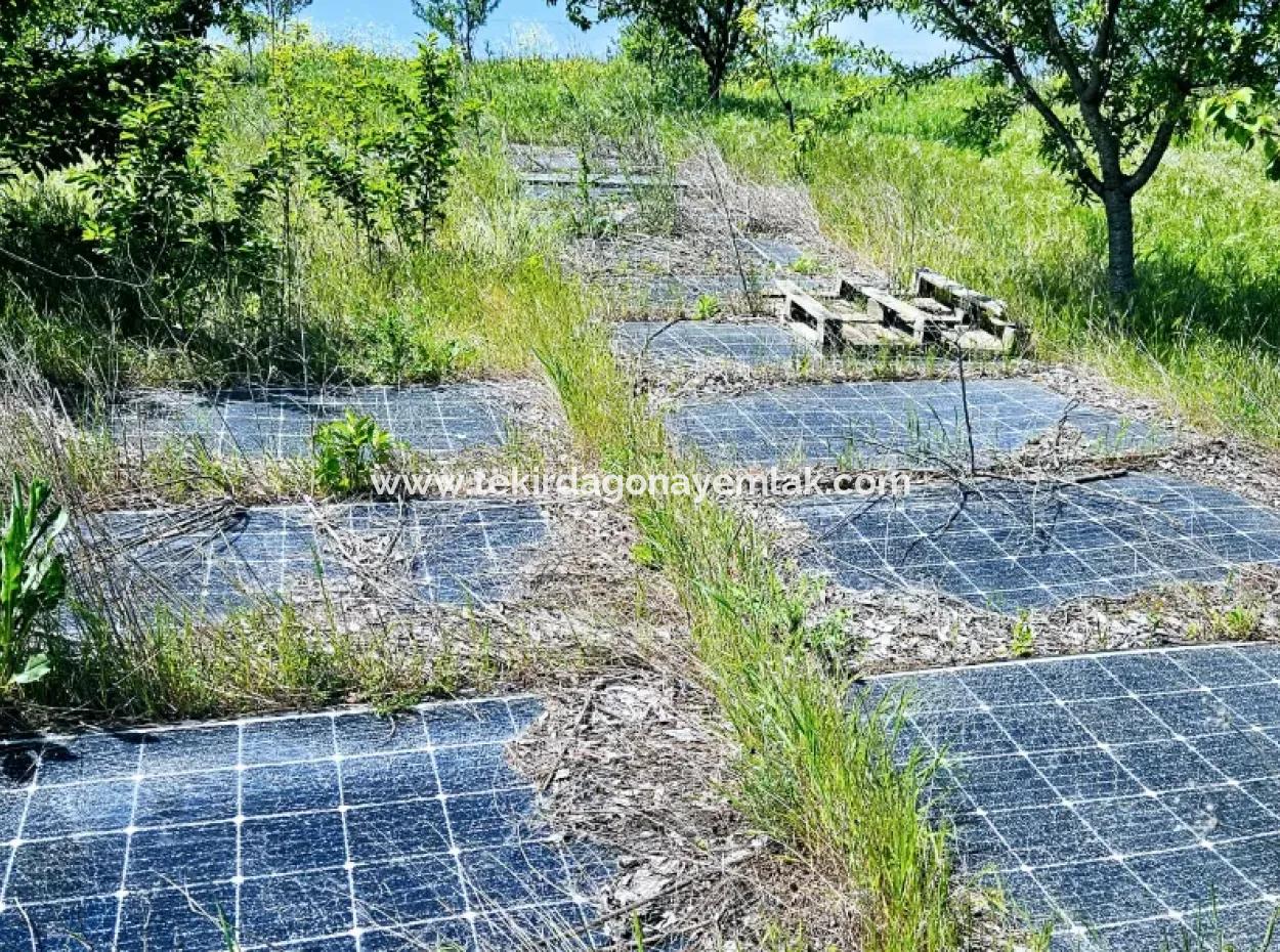 A Great Opportunity To Build Your Farm In Your Family For Urgent Sale 2,600 Acres Of Pasture Front