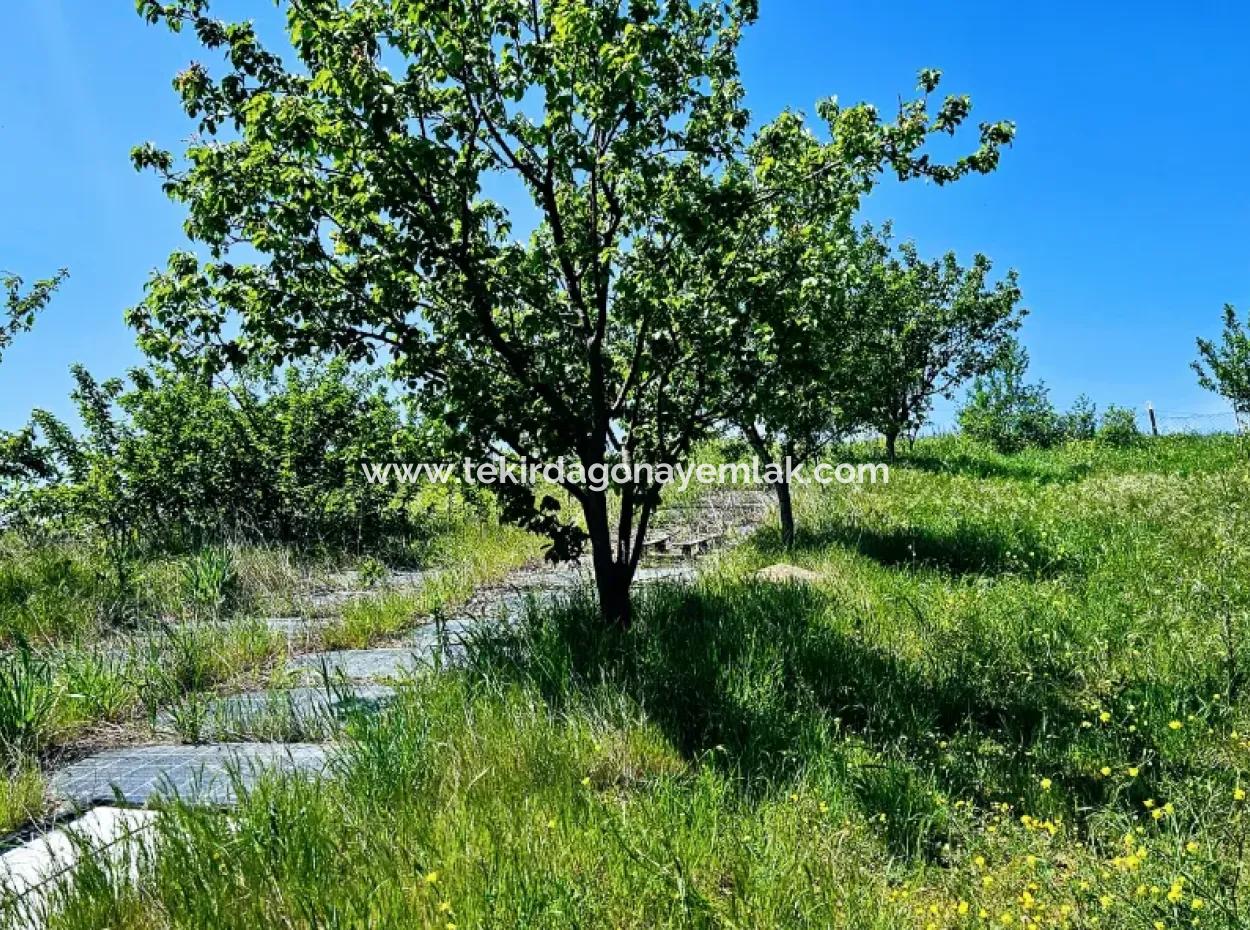 A Great Opportunity To Build Your Farm In Your Family For Urgent Sale 2,600 Acres Of Pasture Front