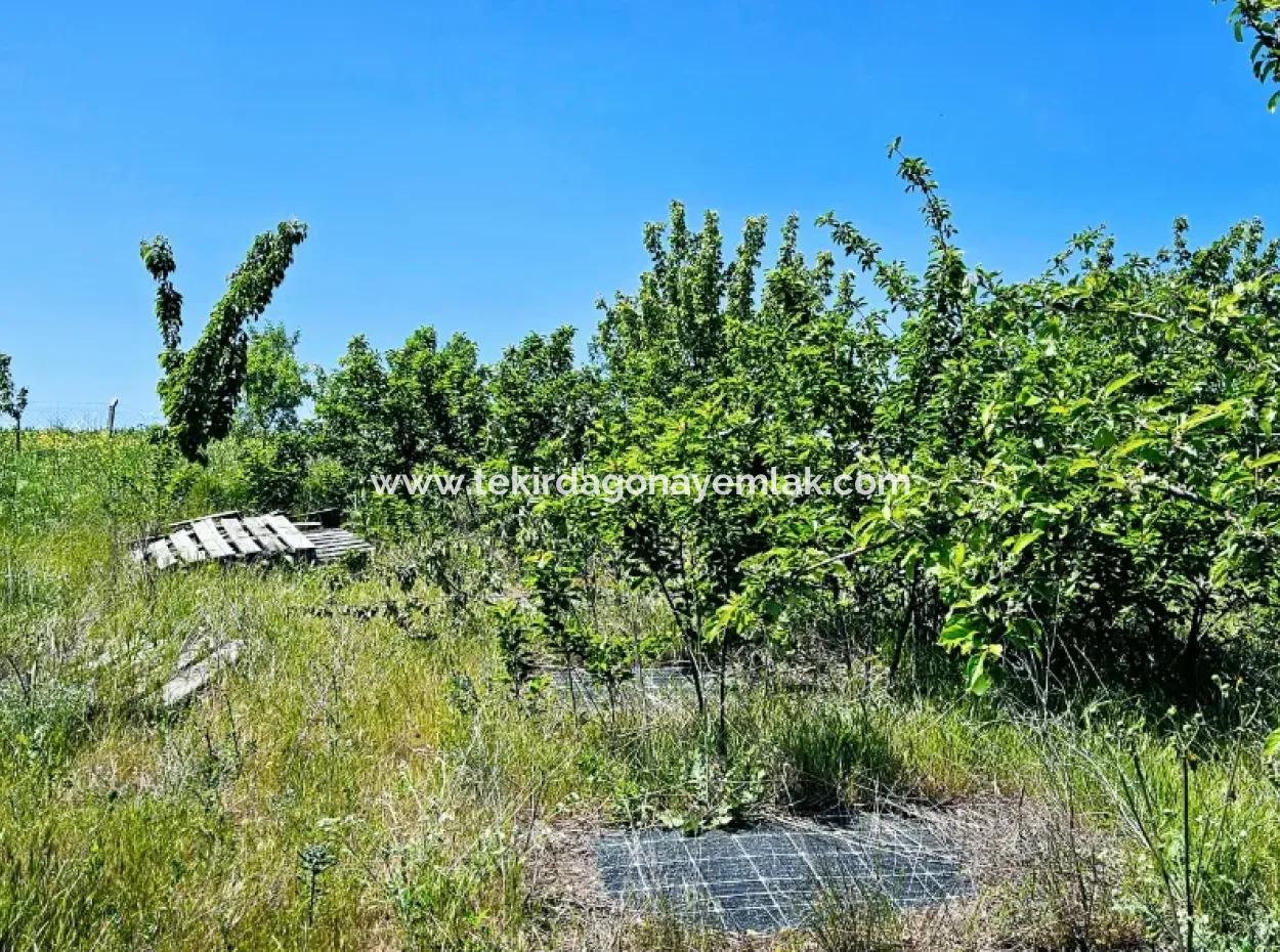 A Great Opportunity To Build Your Farm In Your Family For Urgent Sale 2,600 Acres Of Pasture Front