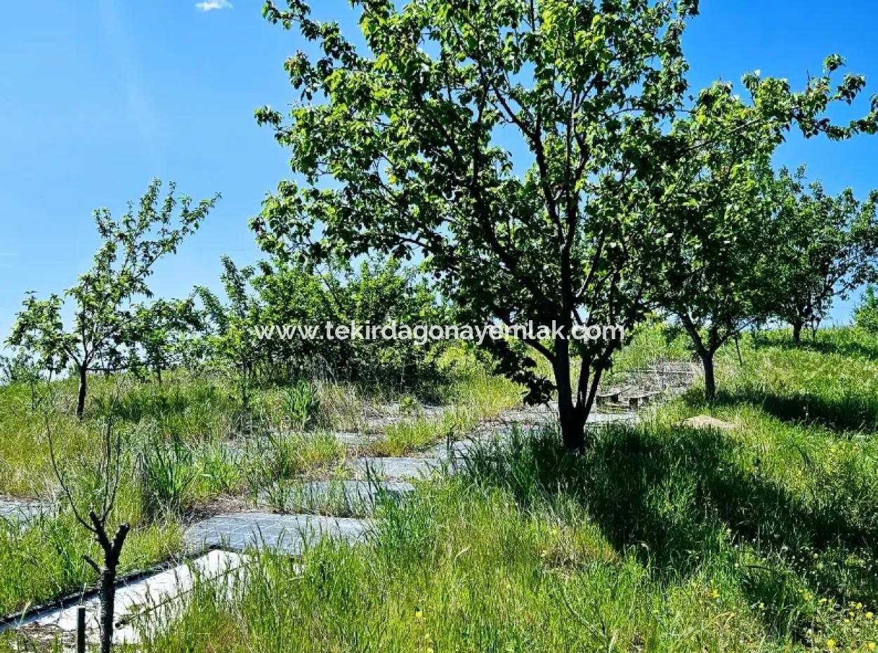 A Great Opportunity To Build Your Farm In Your Family For Urgent Sale 2,600 Acres Of Pasture Front