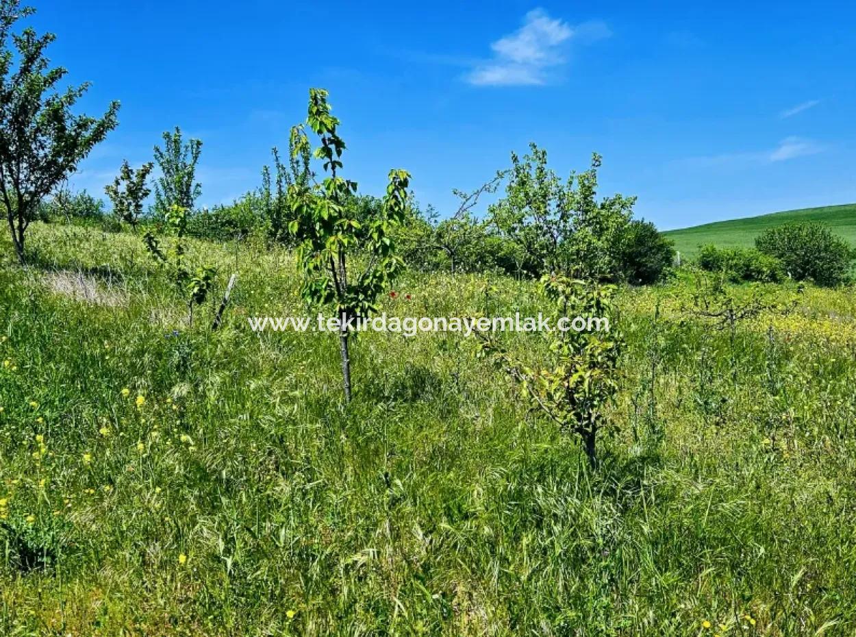 A Great Opportunity To Build Your Farm In Your Family For Urgent Sale 2,600 Acres Of Pasture Front
