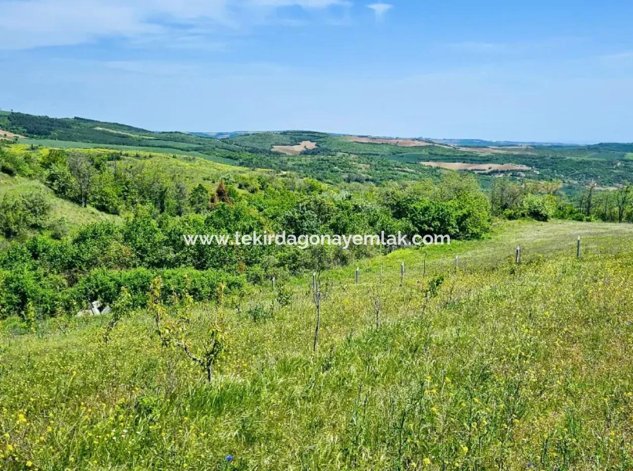 A Great Opportunity To Build Your Farm In Your Family For Urgent Sale 2,600 Acres Of Pasture Front