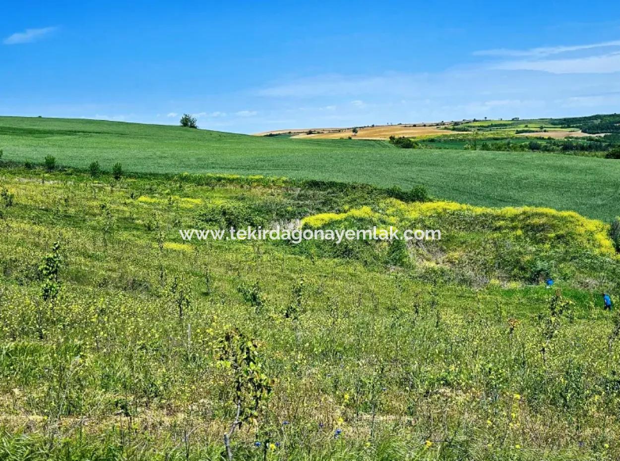 A Great Opportunity To Build Your Farm In Your Family For Urgent Sale 2,600 Acres Of Pasture Front
