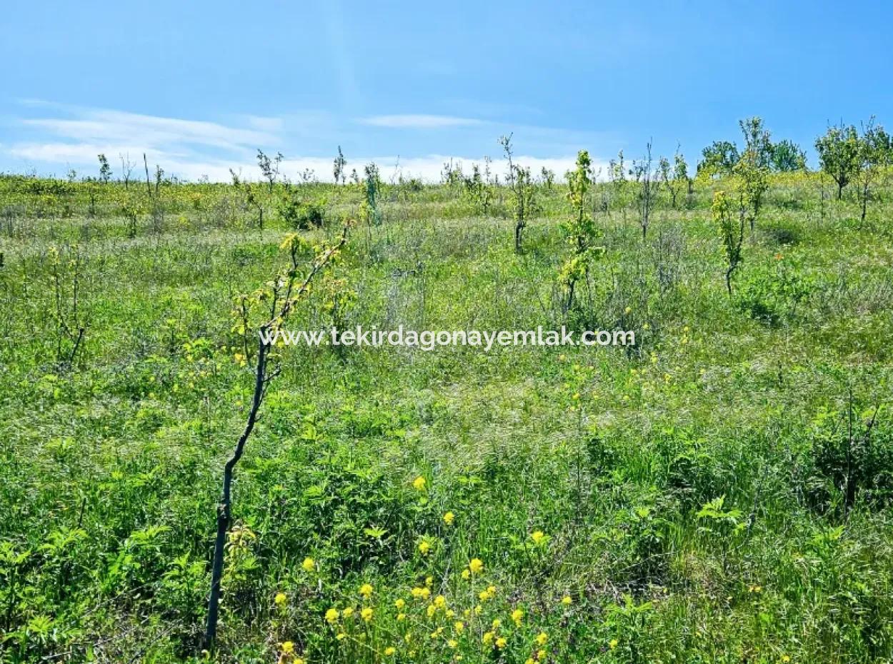 A Great Opportunity To Build Your Farm In Your Family For Urgent Sale 2,600 Acres Of Pasture Front