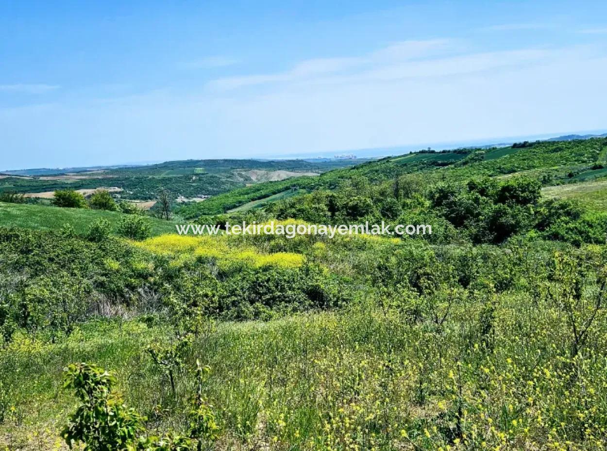 A Great Opportunity To Build Your Farm In Your Family For Urgent Sale 2,600 Acres Of Pasture Front