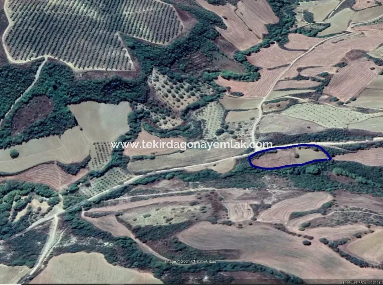 Located In Tekirdağ Süleymanpaşa Yeniköy District, This 5,500 Square Meter Field By The Stream