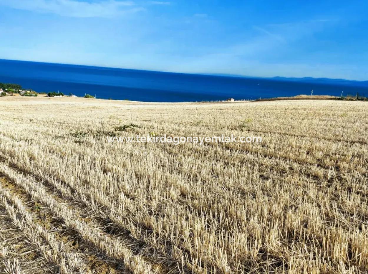 It Is Located In A High Position Of 1 750 M2 In Tekirdag Süleymanpaşa Barbaros Neighborhood With Sea And Nature Views.