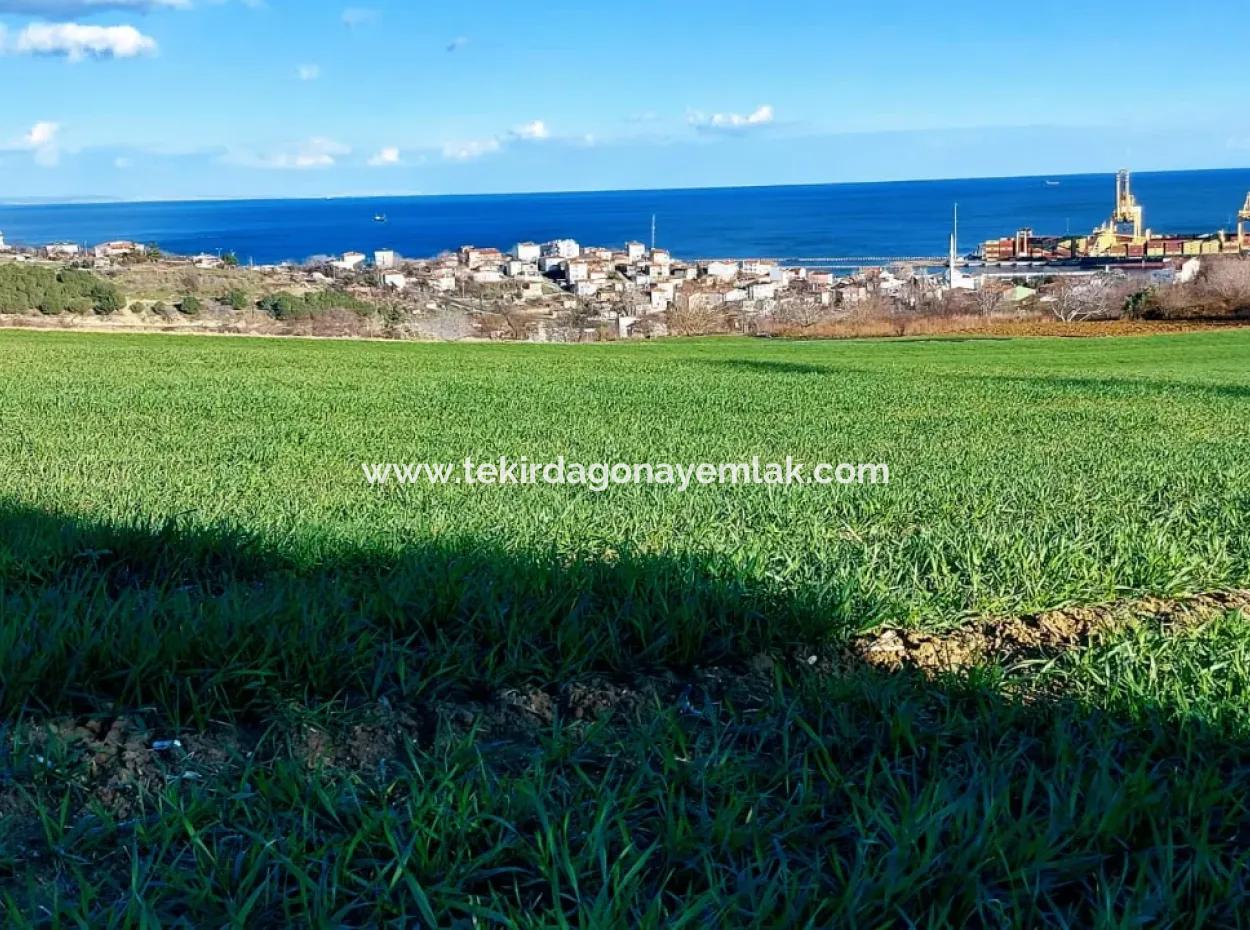 17 980 M2 Field For Sale Close To Tekirdag Barbaros Asyaport Port