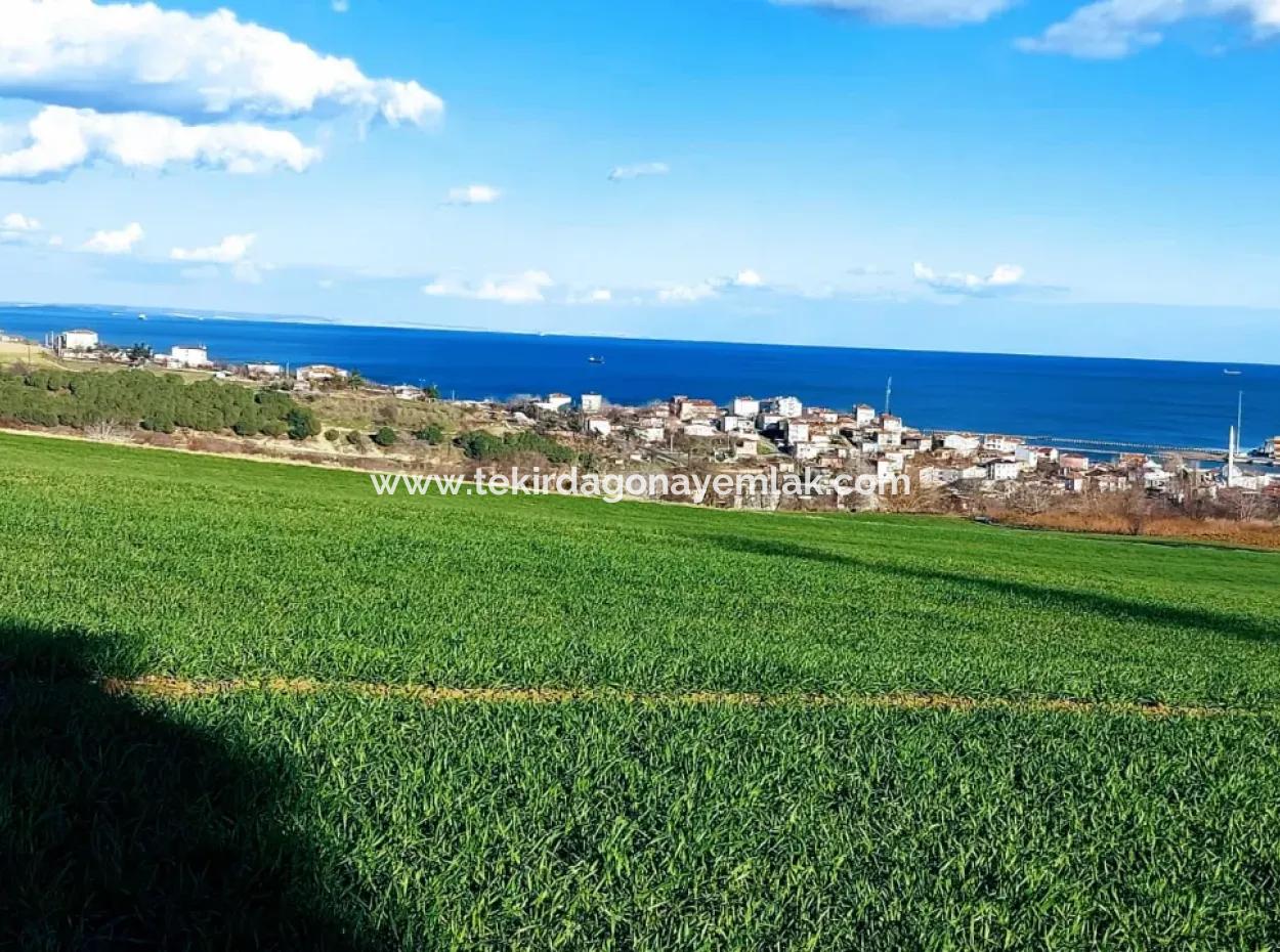 17 980 M2 Field For Sale Close To Tekirdag Barbaros Asyaport Port