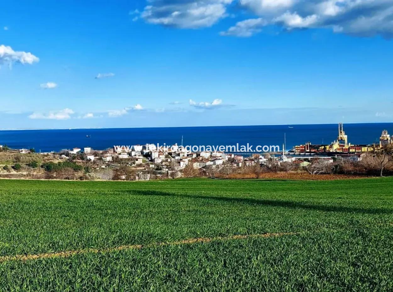 17 980 M2 Field For Sale Close To Tekirdag Barbaros Asyaport Port