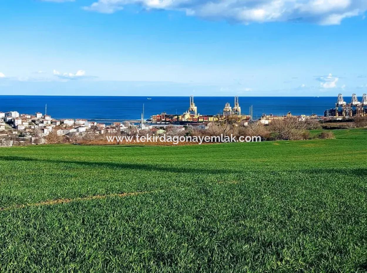 17 980 M2 Field For Sale Close To Tekirdag Barbaros Asyaport Port