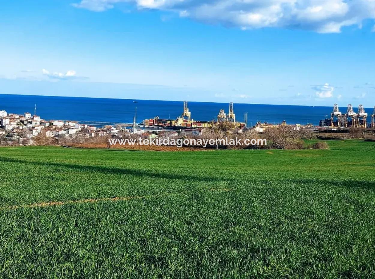 17 980 M2 Field For Sale Close To Tekirdag Barbaros Asyaport Port