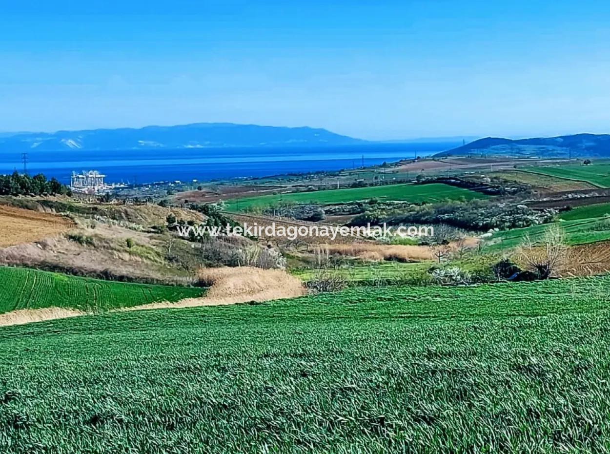 Land For Sale In 19,500 Square Meters Of Commercial And Industrial Area In Nusuratlı Area Of Tekirdağ