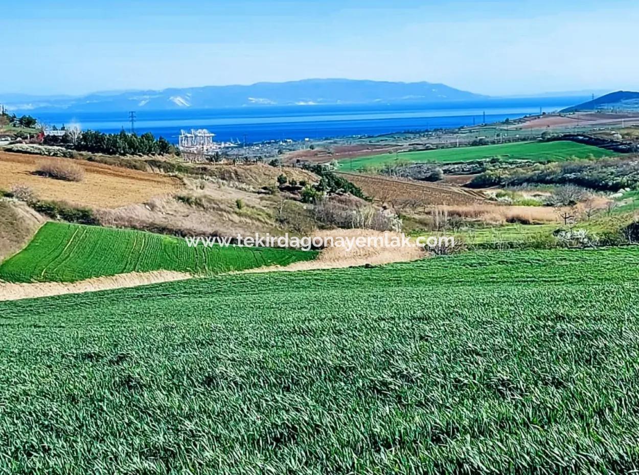 Land For Sale In 19,500 Square Meters Of Commercial And Industrial Area In Nusuratlı Area Of Tekirdağ