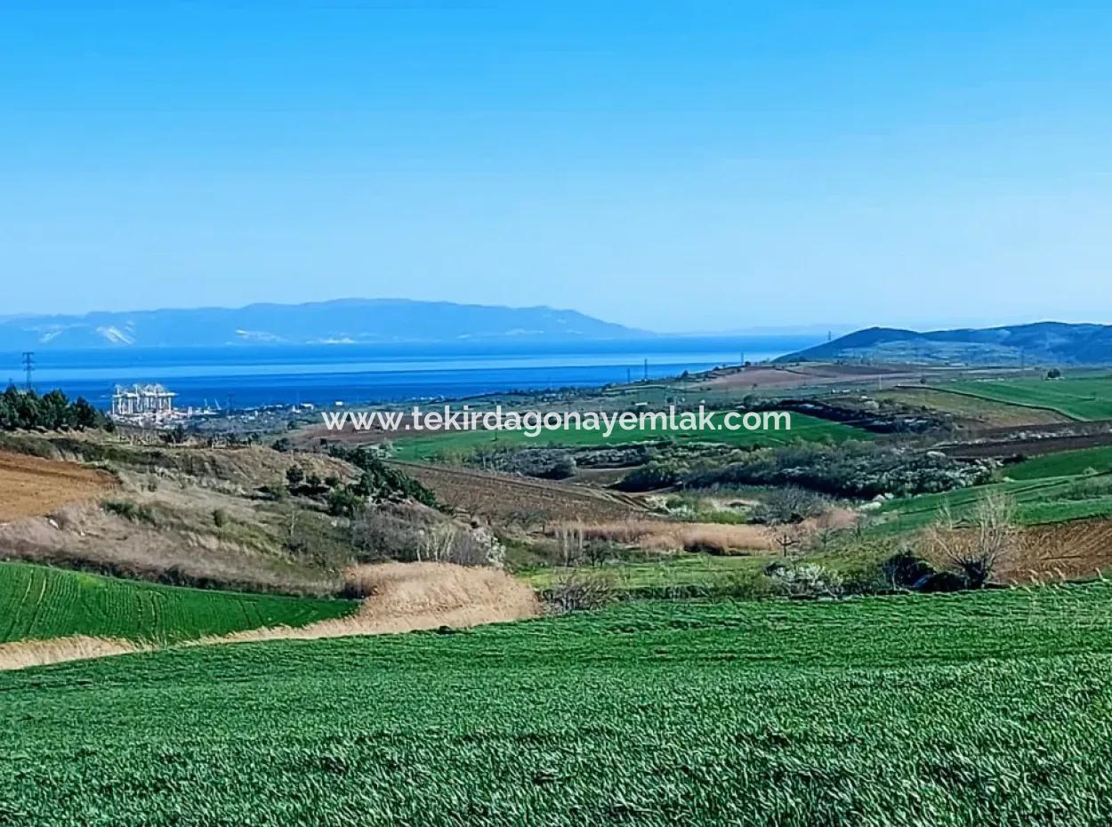 Land For Sale In 19,500 Square Meters Of Commercial And Industrial Area In Nusuratlı Area Of Tekirdağ