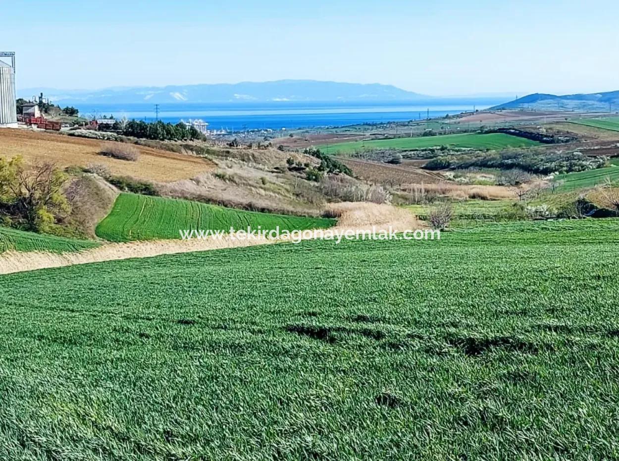 Land For Sale In 19,500 Square Meters Of Commercial And Industrial Area In Nusuratlı Area Of Tekirdağ