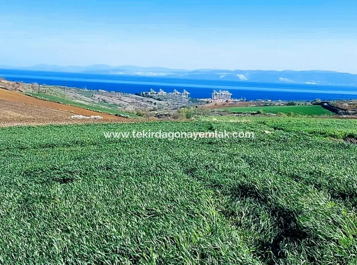 Land For Sale In 19,500 Square Meters Of Commercial And Industrial Area In Nusuratlı Area Of Tekirdağ