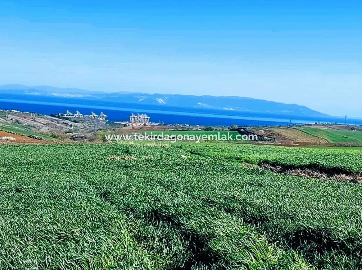 Land For Sale In 19,500 Square Meters Of Commercial And Industrial Area In Nusuratlı Area Of Tekirdağ