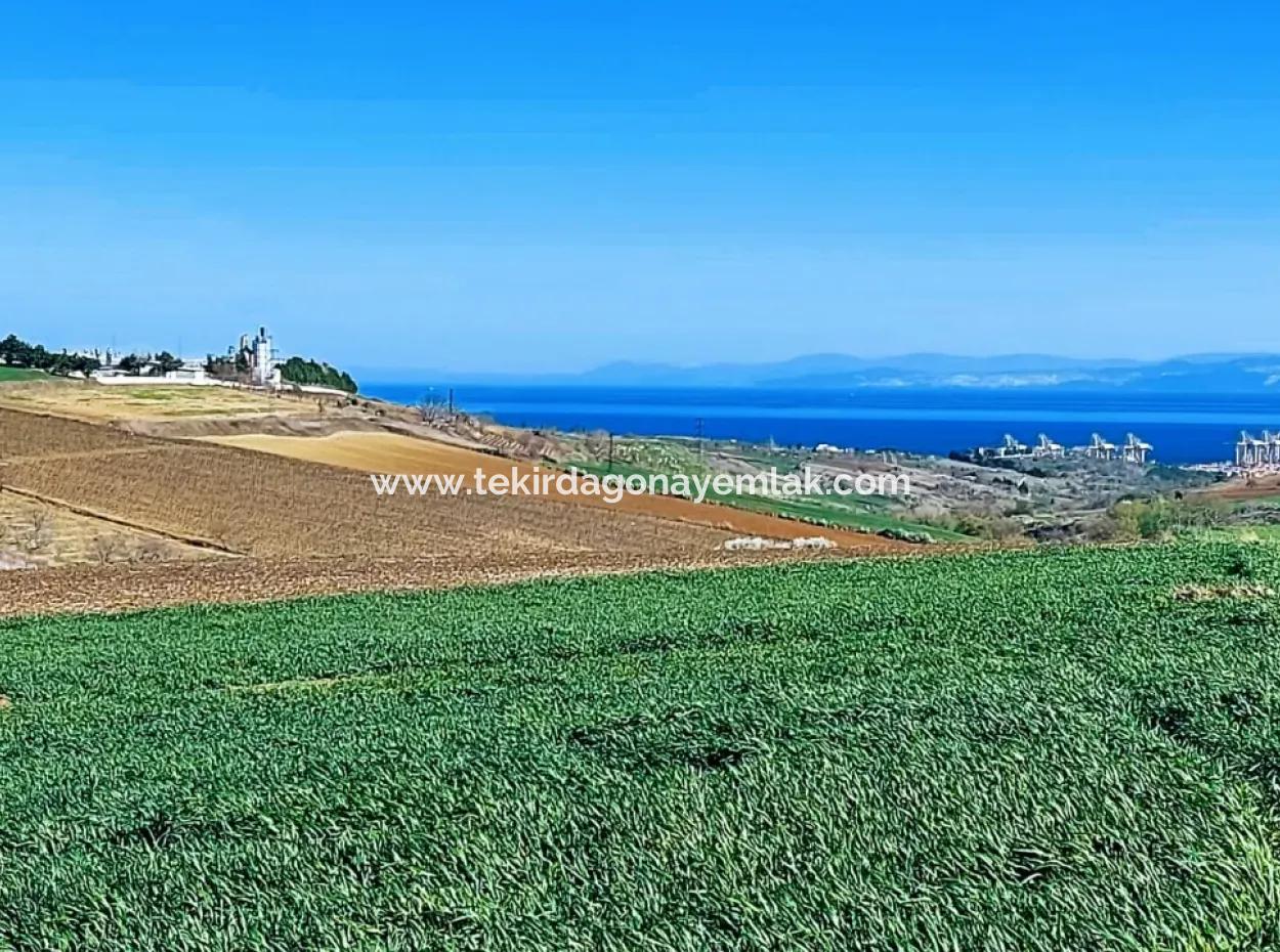 Land For Sale In 19,500 Square Meters Of Commercial And Industrial Area In Nusuratlı Area Of Tekirdağ