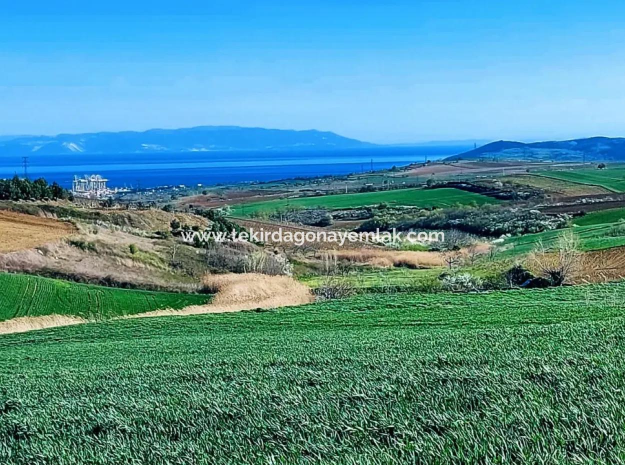 Land For Sale In 19,500 Square Meters Of Commercial And Industrial Area In Nusuratlı Area Of Tekirdağ