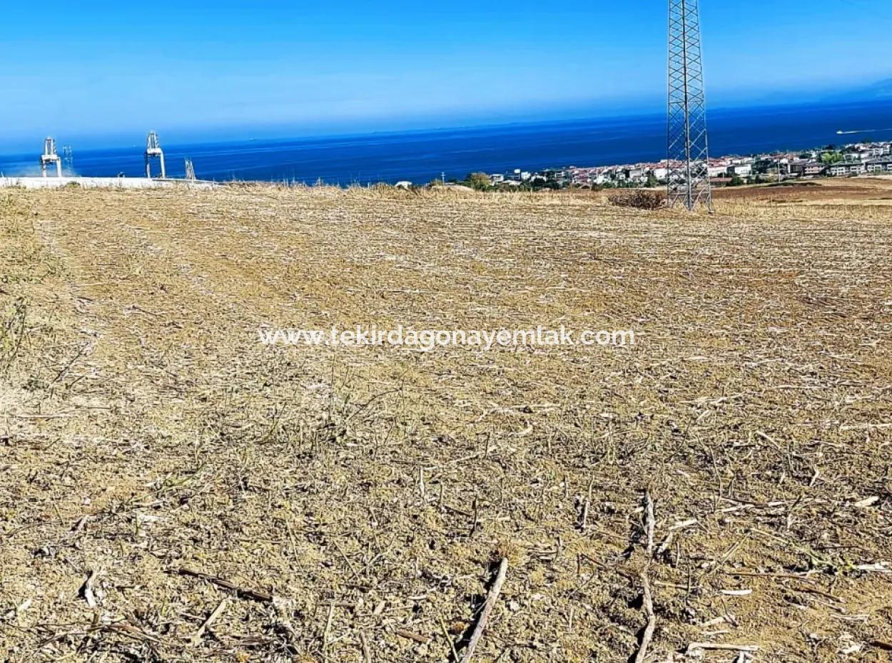 The 21,900 M2 Plot Located In Tekirdağ Barbaros Is Located Within The Current Zoning Plan Of Asyaport Port