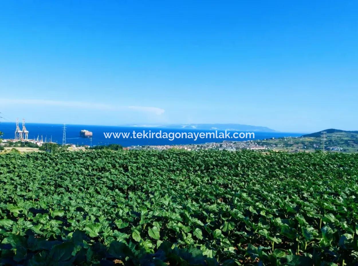 The 17,980 M2 Plot In Barbaros, Tekirdag, Is Facing The Asyaport Harbor Road.