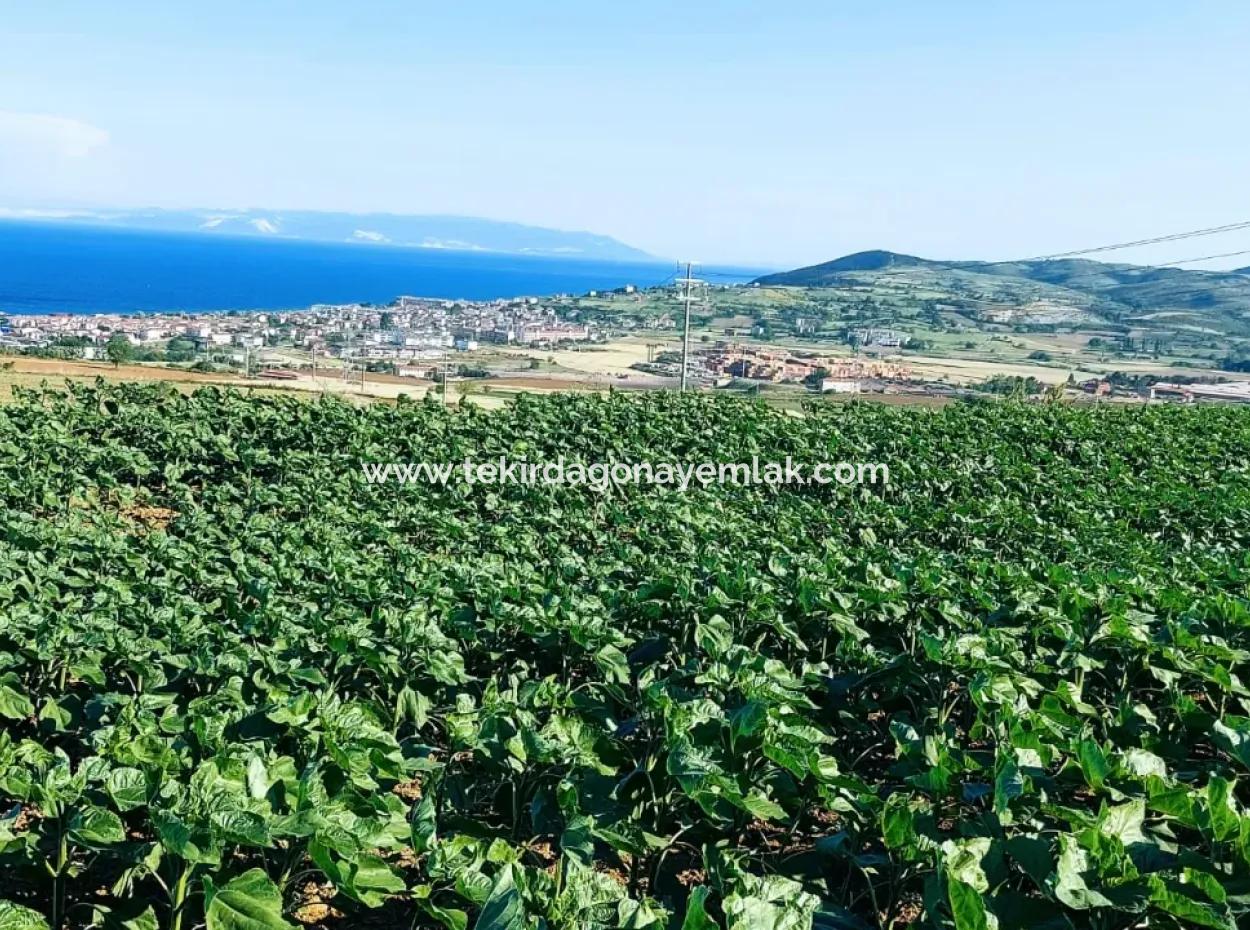 The 17,980 M2 Plot In Barbaros, Tekirdag, Is Facing The Asyaport Harbor Road.