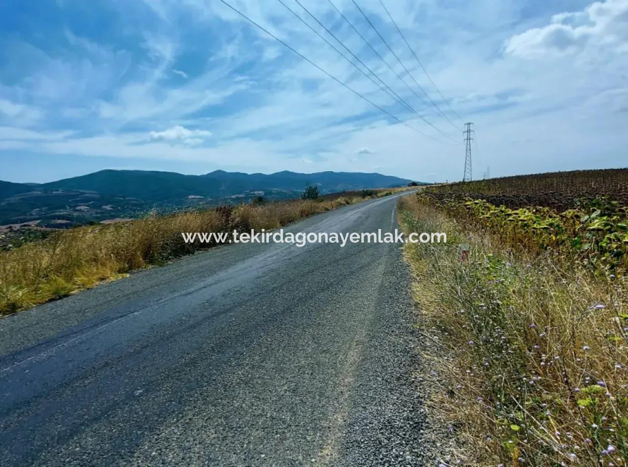 10.500 M2 Investment Field With The Advantage Of Open Road In Summer And Winter In Tekirdağ Çanakçı District! Great Opportunity For Family Picnic, Viticulture And Hobby Garden