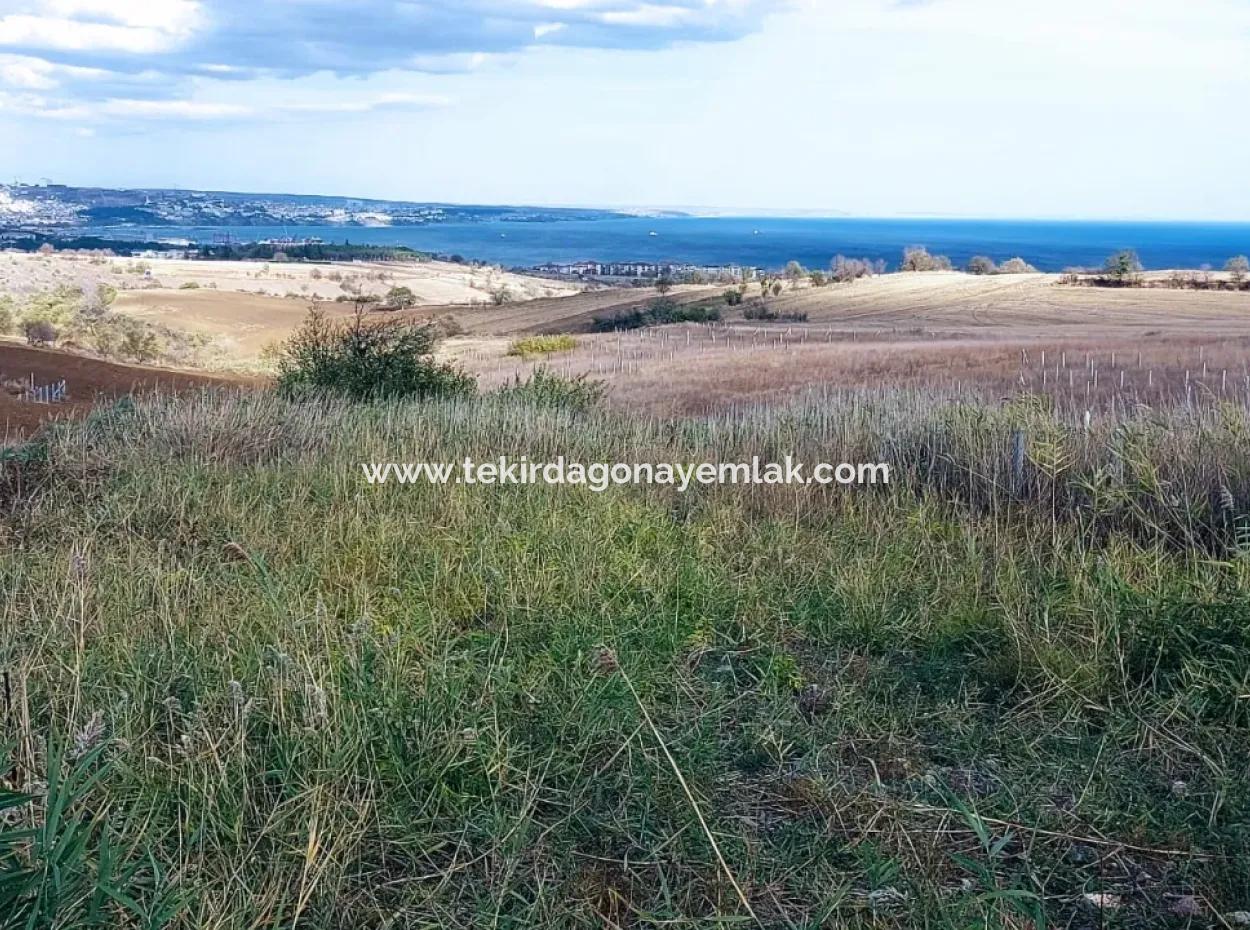 Land Zoned For Two Storey Villa With Full Sea And Nature View In Excellent Location, 503 M2 In Barbarosta, Tekirdag